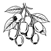 A Cluster Of Ripe Blueberries On The Branch With Leaves vector