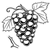 A Cluster Of Ripe Purple Grapes On The Vine With Leaves vector