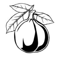 A Simple Line Drawing Of A Single Fig With Leaves vector