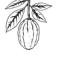 A Detailed Line Drawing Of A Single Citron Fruit On Its Branch With Leaves vector