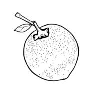 Fresh Green Lime With Stem And Leaf Illustration vector