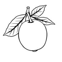 A Single Ripe Lemon with Leaves Freshly Picked from the Tree vector