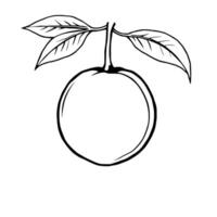 Simple Line Drawing Of A Single Round Fruit With Leaves vector