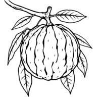 Hand-Drawn Illustration Of A Ripe Citron Fruit On A Branch With Leaves vector