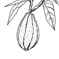 Detailed Line Drawing Of A Cacao Pod On Its Branch With Leaves vector