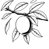 Single Lemon Hanging From Branch With Yellow Leaves vector