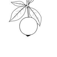 Single Ripe Orange Fruit Hanging From Branch With Leaves vector