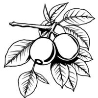 Two Red Berries on Branch with Gray Leaves Illustration vector