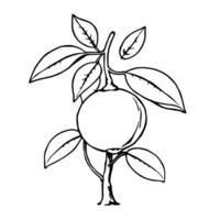 Single Yellow Citrus Fruit on Small Tree Branch with Leaves vector