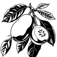 Two Ripe Peach-Colored Fruits on Branch With Bold Leaves vector