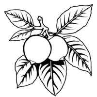 Two Peach-Colored Fruits on Branch with Leaves vector