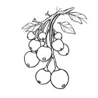 Line Drawing Of A Branch With A Cluster Of Round Berries vector