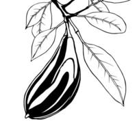 Illustration Of A Brown Seed Pod Hanging From A Branch With Leaves vector