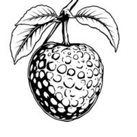 A Detailed Line Drawing Of A Lychee Fruit On Its Branch With Leaves vector