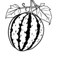 A Line Drawing Of A Watermelon On The Vine With Leaves vector