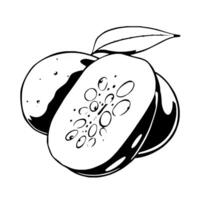 A Detailed Drawing Of A Passion Fruit Halved Showing Its Seeds And Leaf vector