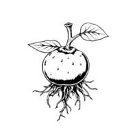 A Detailed Line Drawing Of A Sprouting Fruit With Roots And Leaves vector