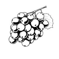 A Cluster Of Ripe Grapes On The Vine Illustrated In Monochrome vector