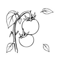 Two Ripe Tomatoes on Vine Fresh From Garden Simple Line Art Illustration vector