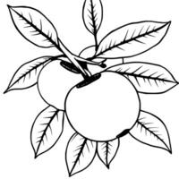 Ripe Persimmons on Branch with Autumn Leaves Illustration vector