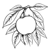 Elegant Line Drawing Of A Peach On A Branch With Lush Leaves vector