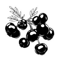 Black And White Illustration Of A Branch Of Berries vector
