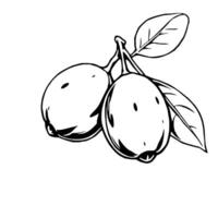 Line Art Drawing Of Two Round Fruits On Branch With Leaves vector