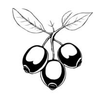 Ink Drawing Of Three Berries On A Branch With Leaves vector