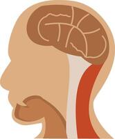 The human head and neck with a brain highlighted vector