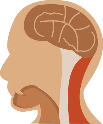 The human head and neck with a brain highlighted
