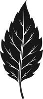 Black Leaf Graphic Illustration Isolated vector