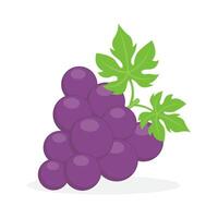 Grape illustration design vector