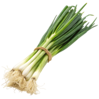 A Bundle of Fresh Green Onions with Visible Roots png