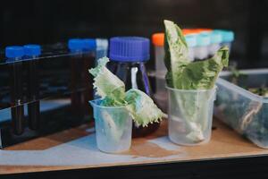 A table with a bunch of lettuce and a bottle of water photo