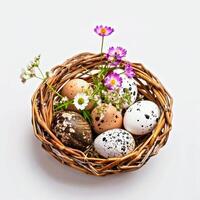 Quail eggs in basket with spring flowers isolated on white easter background photo
