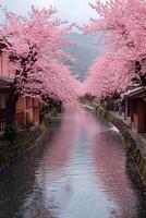 Serene cherry blossom trees in full bloom surrounding a peaceful river with soft petals floating on the water photo