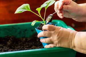 Close-up of hands gently adding soil to small green plant in blue container using spoon, representing care and indoor gardening. Adding soil to young plant. Locally grown. Selective focus photo