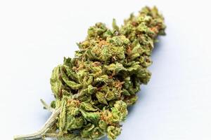 Close-up single cannabis flower bud with detailed texture and visible trichomes, isolated on clean white background for medical or herbal product concept. Single cannabis bud on white background photo