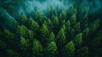 AI-driven forest sustainability system optimizing real-time carbon absorption and tree growth data photo