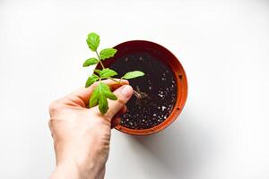 Replanting tomatoes. A hand holding a young tomato seedling above a pot filled with dark soil. The seedling features several green leaves and a thin stem. The pot is ready for planting, emphasizing photo