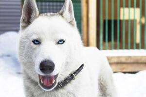 close-up of a white Husky with striking blue eyes. The dog with open mouth, revealing its tongue, and in a black collar on a blurred snowy background. Beautiful portrait of a siberian husky dog. photo