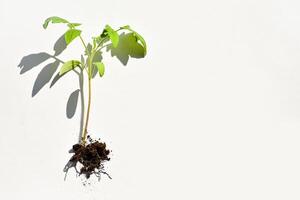 young tomato seedling on white background. Delicate structure of tomato plant with stem and root. Place for text. Gardening concept. photo