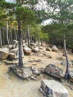 forest landscape with pine trees on a rocky hillside. Hight trees with exposed roots that intertwine with the surrounding rocks. Kazakhstan nature. National park Burabay in the centre of Kazakhstan. photo