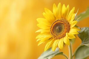 sunflower on a yellow background with sun glare, environmentally friendly technologies and a sustainable lifestyle photo