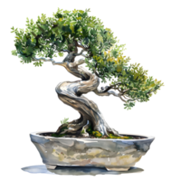 Bonsai Tree in Stone Pot Captured a close-up view of a meticulously shaped bonsai tree, planted in a weathered stone pot, its branches and leaves showcasing meticulous care and artistic pruning. png