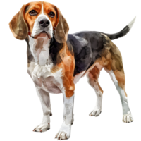 full-body portrait of a regal beagle, showcasing its distinct tricolor coat and alert gaze, embodies the essence of canine elegance and charm. png