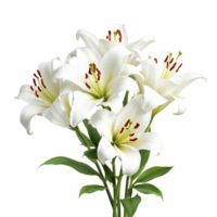 White lilies are in a vase on a black background png