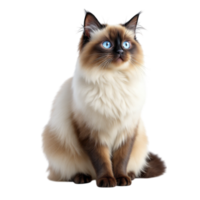 A cat with blue eyes sitting down png