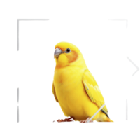 A yellow bird sitting on a black background png
