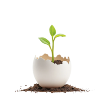 A young plant sprouting from an egg shell on a black background png